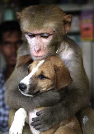 monkeypuppy 2
